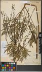 Foto von Salix repens subsp. rosmarinifolia (L.) Andersson